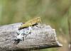 348048 – Photo : pierre juliand – France (07)
